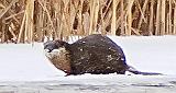 Beaver Lodge & Otter_P1010139crop